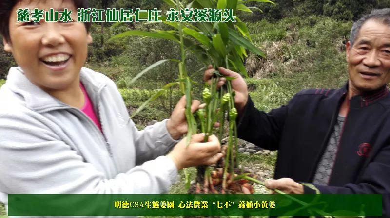 团购包年包邮 特惠特级‘七不’小黄姜干姜片半斤 12包。每月1包 包年包邮 特惠特级‘七不’小黄姜干姜片半斤 12包。每月1包