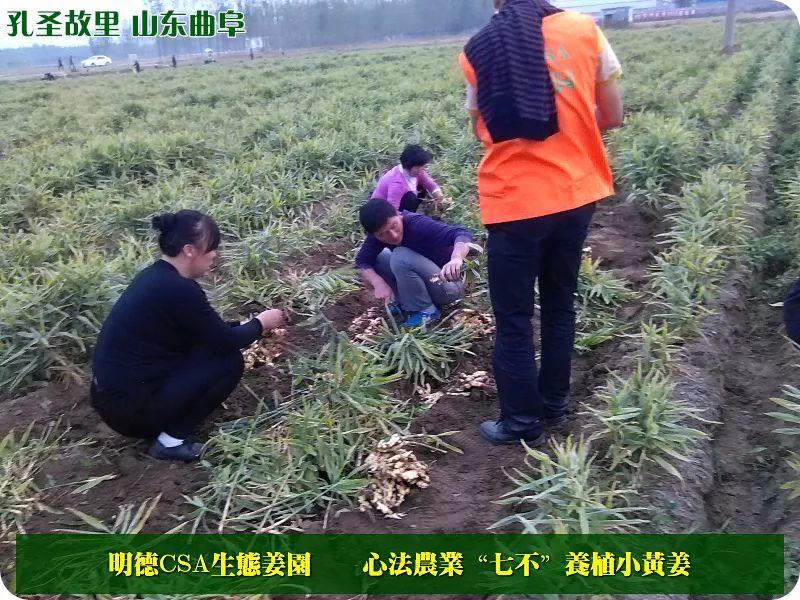 团购包年包邮 特惠特级‘七不’小黄姜干姜片半斤 12包。每月1包 包年包邮 特惠特级‘七不’小黄姜干姜片半斤 12包。每月1包