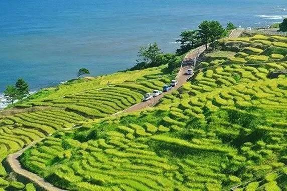 仙居还有这样的风景!你有没有去过？- 秀美仙居 慈孝仁庄 明德生态姜园“七不”良心小黄姜发源地