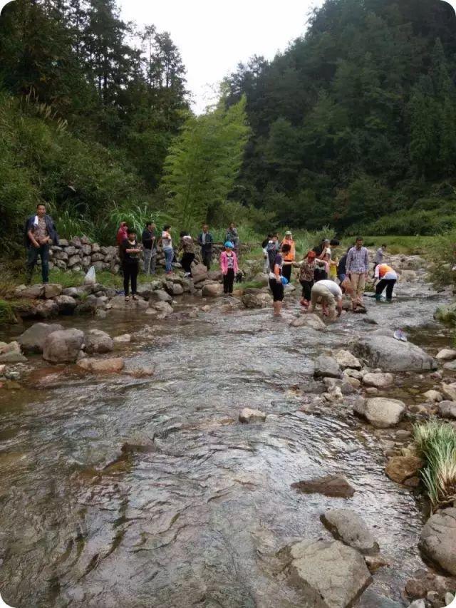 仙居还有这样的风景!你有没有去过？- 秀美仙居 慈孝仁庄 明德生态姜园“七不”良心小黄姜发源地