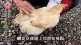 母鸡案例(花莲提供)-七不姜 生姜养生网-明德CSA生态姜园&明安农业