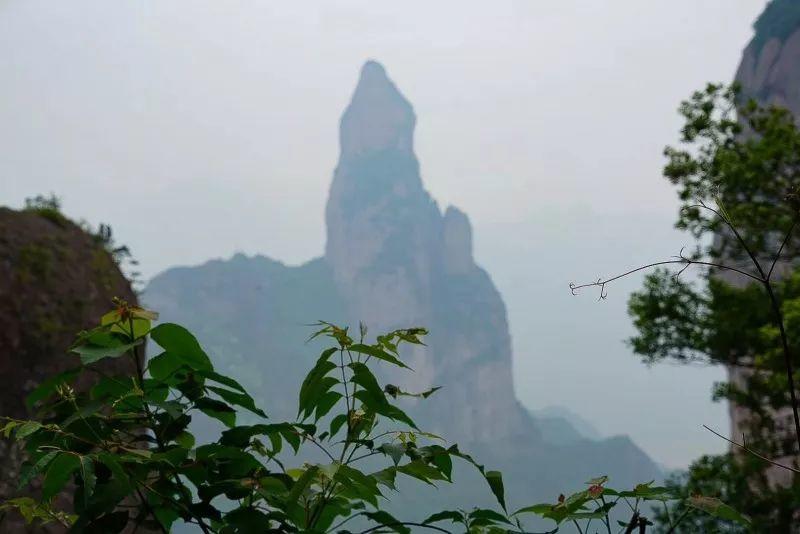 太白梦游处，仙居诗意浓 | 美丽中国行 - 秀美仙居 慈孝仁庄 明德生态姜园“七不”良心小黄姜发源地