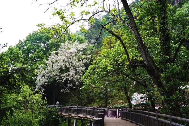 太白梦游处，仙居诗意浓 | 美丽中国行 - 秀美仙居 慈孝仁庄 明德生态姜园“七不”良心小黄姜发源地