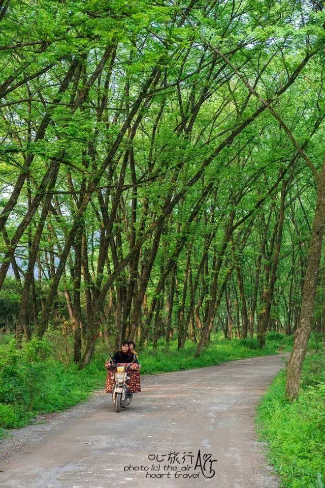 浙江｜秀水古道 人间仙居- 秀美仙居 慈孝仁庄 明德生态姜园“七不”良心小黄姜发源地