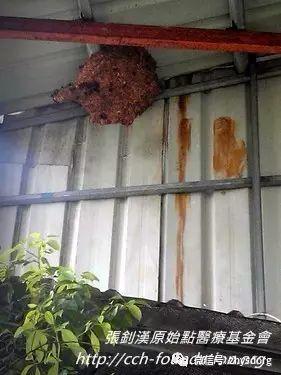 [經驗分享] 原始點應用分享-處理虎頭蜂螫傷-七不姜 生姜养生网-明德CSA生态姜园&明安农业