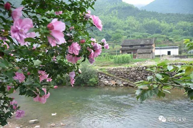 传统村落--溪港乡仁庄村（古村行013）- 秀美仙居 慈孝仁庄 明德生态姜园“七不”良心小黄姜发源地