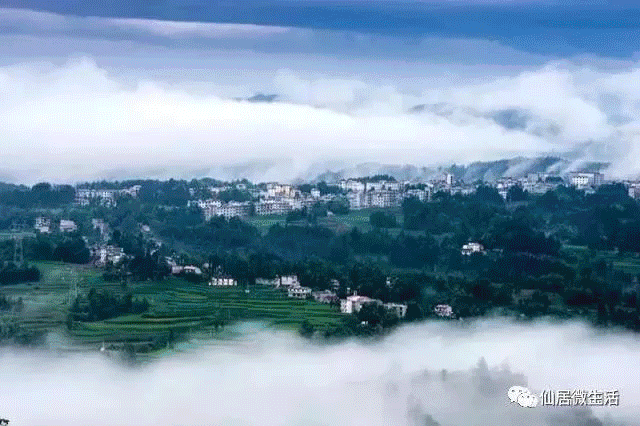 来仙居，我养你啊！- 秀美仙居 慈孝仁庄 明德生态姜园“七不”良心小黄姜发源地