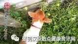 耳外伤案例(小狗)-2017.7最新案例-七不姜 生姜养生网-明德CSA生态姜园&明安农业