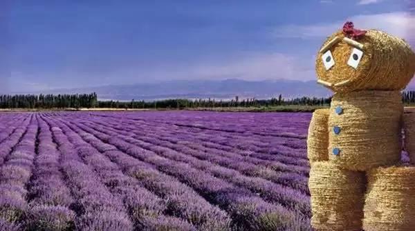 仙居还有这样的风景!你有没有去过？- 秀美仙居 慈孝仁庄 明德生态姜园“七不”良心小黄姜发源地