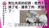 兔子受伤案例-七不姜 生姜养生网-明德CSA生态姜园&明安农业