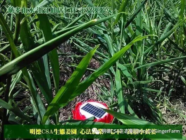 传统村落--溪港乡仁庄村(古村行013)- 秀美仙居 慈孝仁庄 明德生态姜园“七不”良心小黄姜发源地 传统村落--溪港乡仁庄村(古村行013)- 秀美仙居 慈孝仁庄 明德生态姜园“七不”良心小黄姜发源地