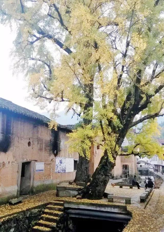 仙居居然把“西藏”私藏了,还有布达拉宫,就在家门口!- 秀美仙居 慈孝仁庄 明德生态姜园“七不”良心小黄姜发源地 仙居居然把“西藏”私藏了,还有布达拉宫,就在家门口!- 秀美仙居 慈孝仁庄 明德生态姜园“七不”良心小黄姜发源地