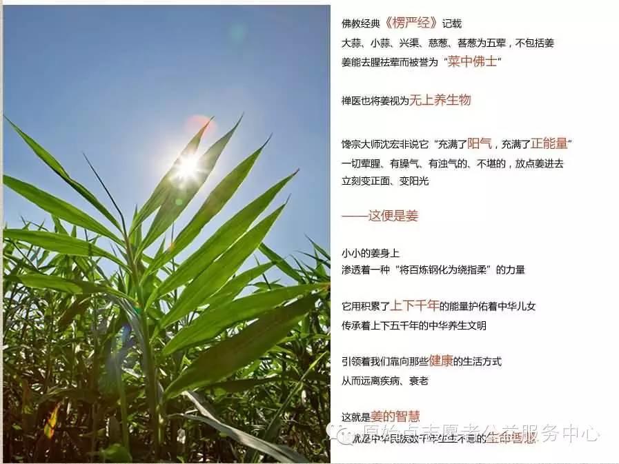 原始点姜的应用