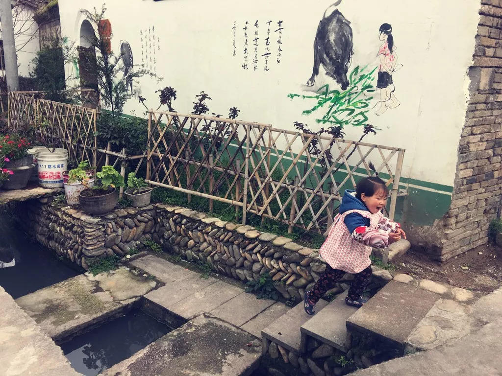 来仙居，我养你啊！- 秀美仙居 慈孝仁庄 明德生态姜园“七不”良心小黄姜发源地