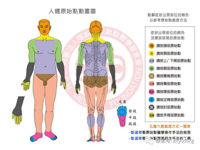 怎樣給自己按背部的原始點？ 原始点生活小善用-七不姜 生姜养生网-明德CSA生态姜园&明安农业