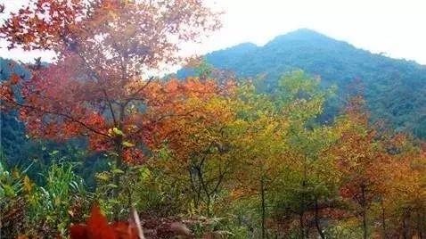 仙居还有这样的风景!你有没有去过？- 秀美仙居 慈孝仁庄 明德生态姜园“七不”良心小黄姜发源地-七不姜 生姜养生网-明德CSA生态姜园&明安农业