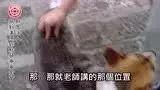 宠物犬案例-七不姜 生姜养生网-明德CSA生态姜园&明安农业