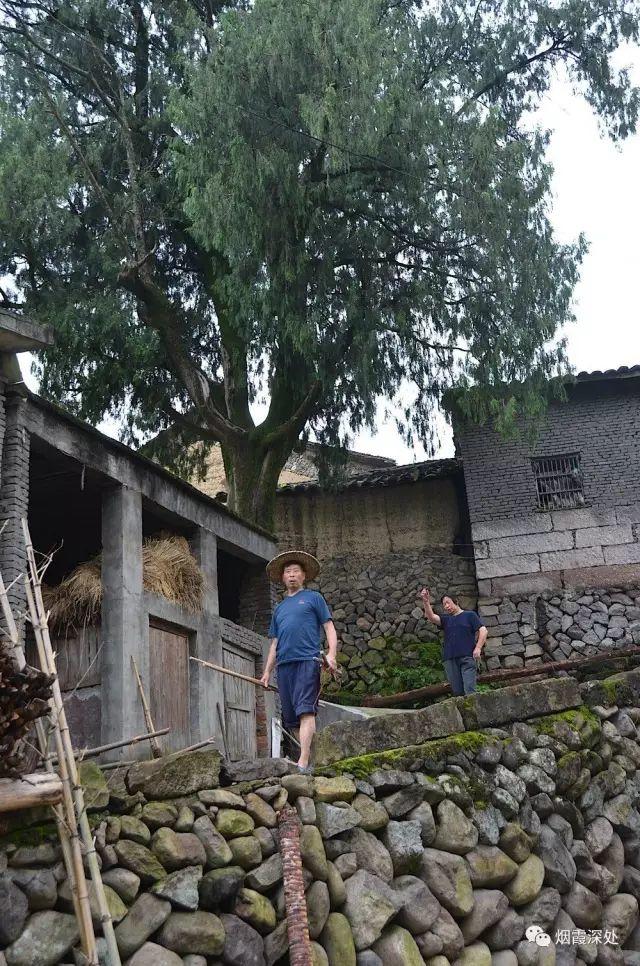 传统村落--溪港乡仁庄村（古村行013）- 秀美仙居 慈孝仁庄 明德生态姜园“七不”良心小黄姜发源地