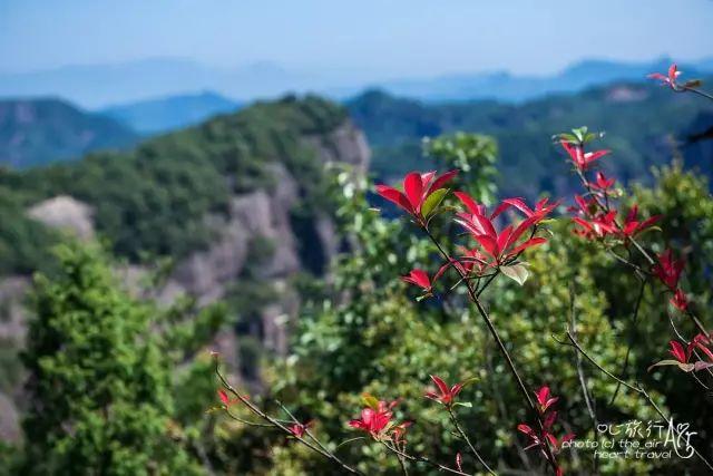 浙江｜秀水古道 人间仙居- 秀美仙居 慈孝仁庄 明德生态姜园“七不”良心小黄姜发源地