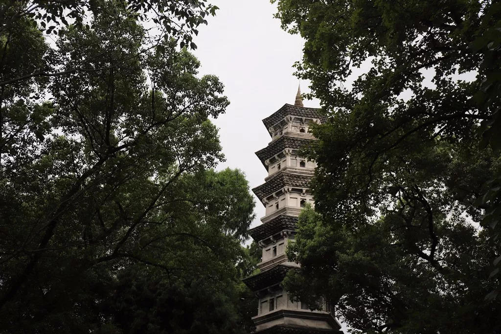 来仙居，我养你啊！- 秀美仙居 慈孝仁庄 明德生态姜园“七不”良心小黄姜发源地