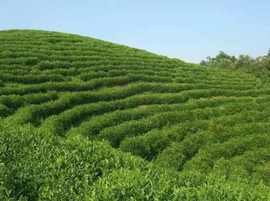 仙居居然把“西藏”私藏了,还有布达拉宫,就在家门口!- 秀美仙居 慈孝仁庄 明德生态姜园“七不”良心小黄姜发源地 仙居居然把“西藏”私藏了,还有布达拉宫,就在家门口!- 秀美仙居 慈孝仁庄 明德生态姜园“七不”良心小黄姜发源地