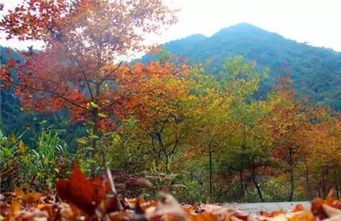 仙居还有这样的风景!你有没有去过？- 秀美仙居 慈孝仁庄 明德生态姜园“七不”良心小黄姜发源地