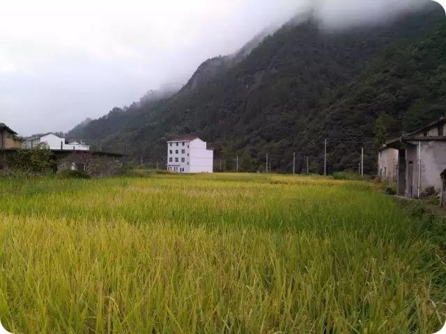 仙居还有这样的风景!你有没有去过？- 秀美仙居 慈孝仁庄 明德生态姜园“七不”良心小黄姜发源地