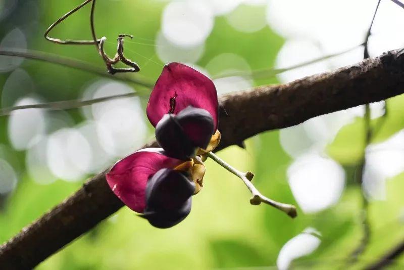 太白梦游处，仙居诗意浓 | 美丽中国行 - 秀美仙居 慈孝仁庄 明德生态姜园“七不”良心小黄姜发源地