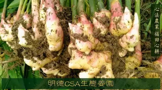 9月新鲜嫩姜新上市了! ‘七不’生态小黄姜生姜 嫩姜1斤 纯正无污染鲜嫩小土姜 明安心法农业 福田心耕 9月新鲜嫩姜新上市了! ‘七不’生态小黄姜生姜 嫩姜1斤 纯正无污染鲜嫩小土姜 明安心法农业 福田心耕