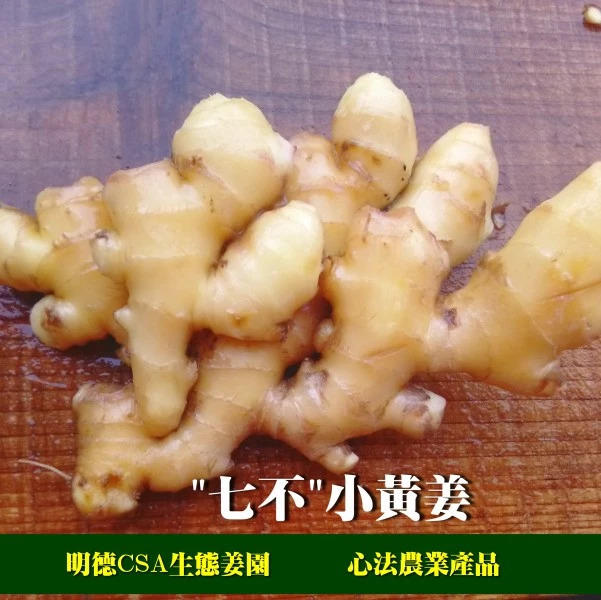 预售团购2018年11月‘七不’小黄姜鲜姜5斤 明德生态姜园心法农业恭献-七不姜 生姜养生网-明德CSA生态姜园&明安农业