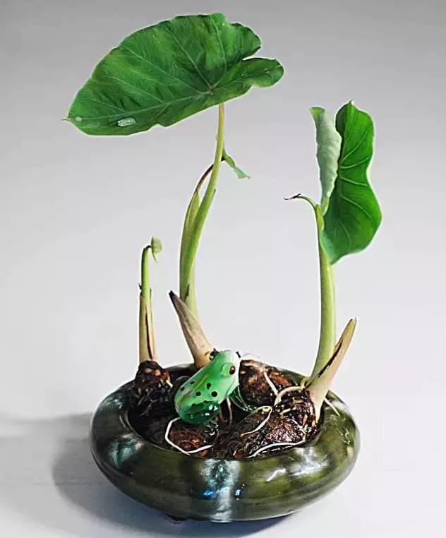 生姜就是“富贵竹”,拿剩菜做盆栽,美爆了 生姜就是“富贵竹”,拿剩菜做盆栽,美爆了