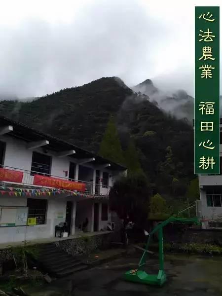 明安'七不'小黄姜 2018姜种1斤 心法农业明德姜园精选培育三代2017年留纯种