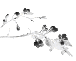 春风拂煦清明节,踏青祭祖念先人 春风拂煦清明节,踏青祭祖念先人