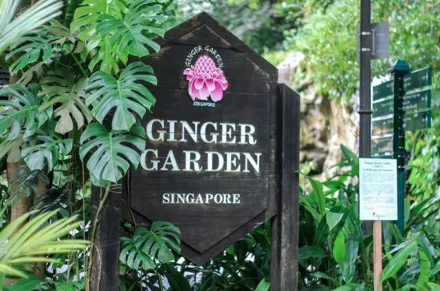 香蕉和姜能同时吃吗？