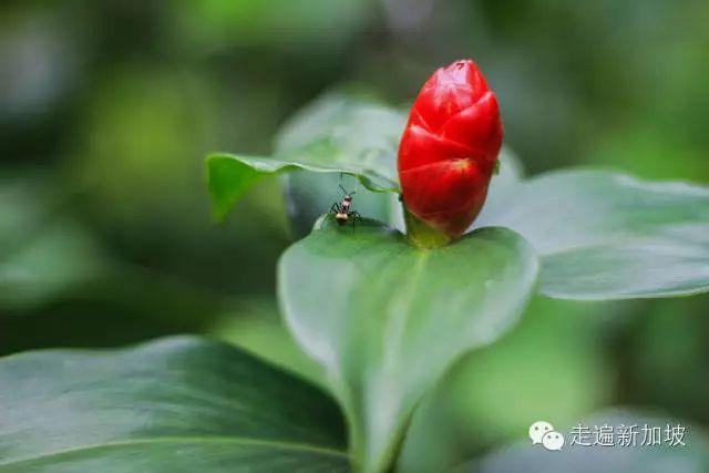 香蕉和姜能同时吃吗？