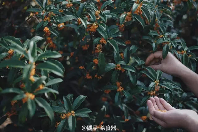 这家咖啡店不卖咖啡，敢给客人生吃生姜，却引来各路女神打卡，连陈奕迅老婆都到门口街拍