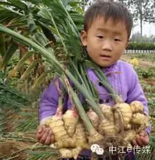 618没有生姜，世界将会怎样？相约6 18 父亲节 关爱男士 送父亲一份“姜”爱