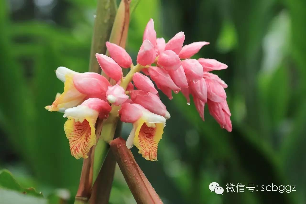 四月姜园 醉美姜花 四月姜园 醉美姜花