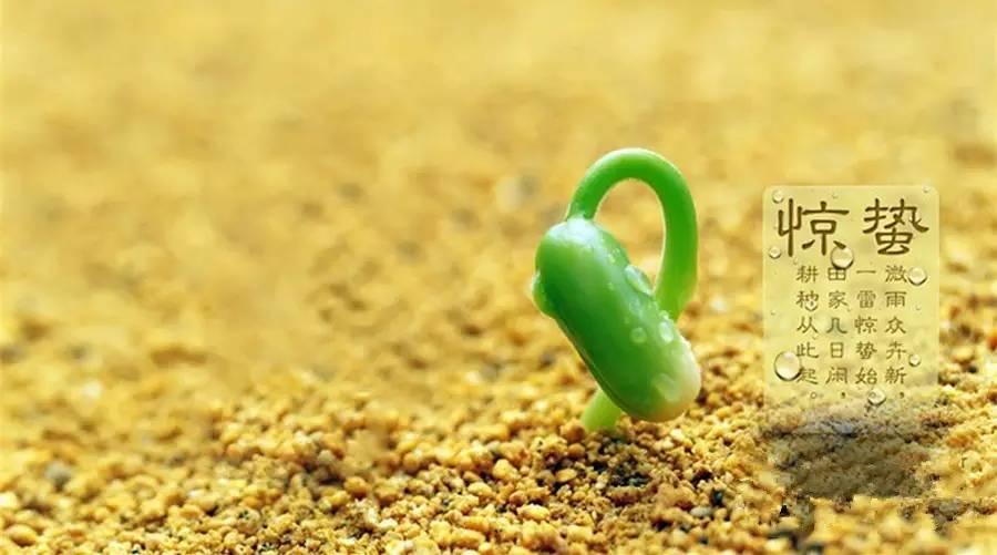 惊蛰的食物,必须有姜!(阳气大动,风邪最盛)-七不姜 生姜养生网-明德CSA生态姜园&明安农业