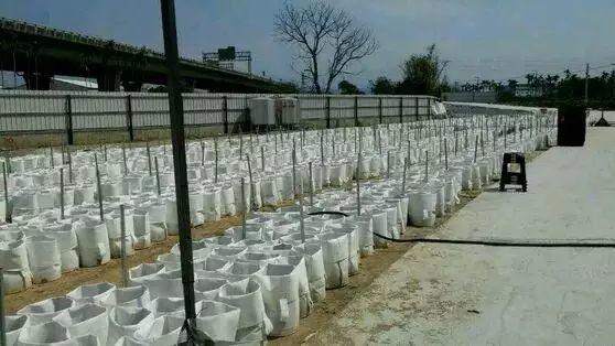 嫩薑、子薑美观可口。民众很喜欢品尝。大家看完此文就不敢再吃了!知道为什么吗? 嫩薑、子薑美观可口。民众很喜欢品尝。大家看完此文就不敢再吃了!知道为什么吗?