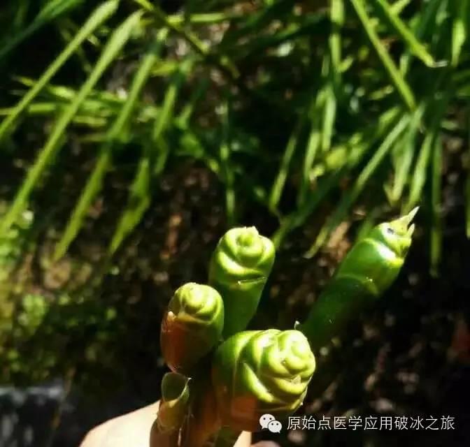 原始点人的美味泡姜做法