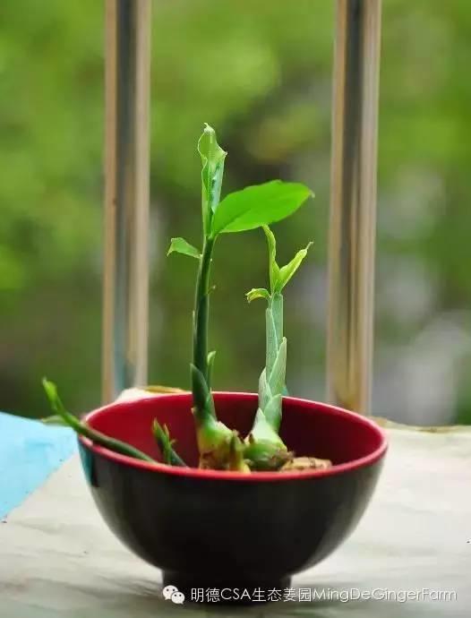 生姜发绿、长芽还能吃吗？