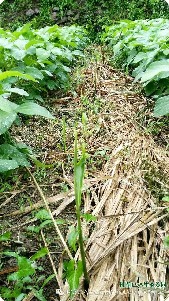 明德CSA生态姜园 浙江仙居仁庄村“七不”小黄姜基地介绍