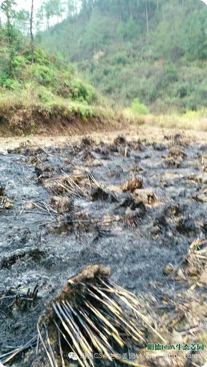 明德CSA生态姜园 浙江仙居仁庄村“七不”小黄姜基地介绍