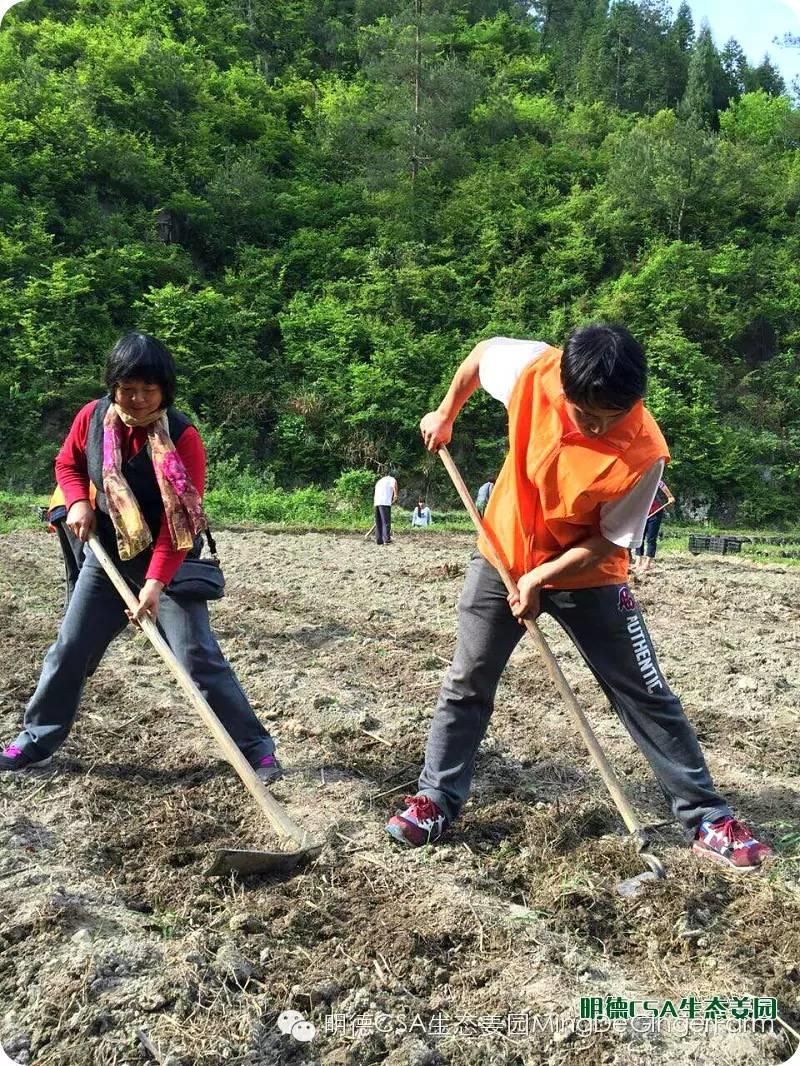 明德CSA生态姜园 浙江仙居仁庄村“七不”小黄姜基地介绍
