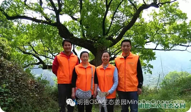 明德CSA生态姜园 浙江仙居仁庄村“七不”小黄姜基地介绍
