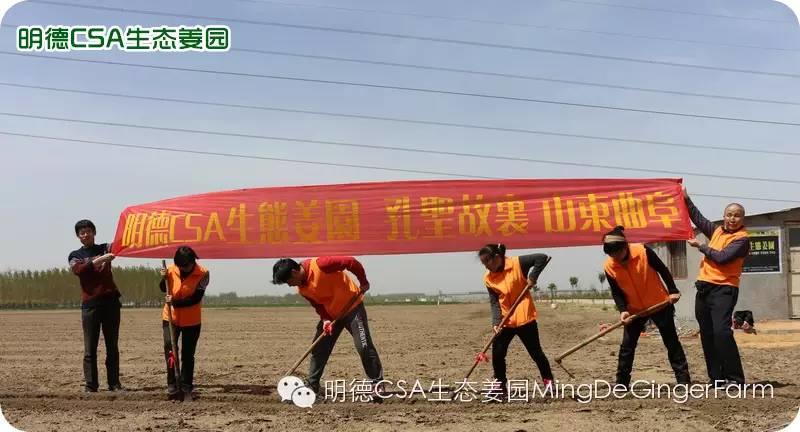 明德CSA生态姜园 浙江仙居仁庄村“七不”小黄姜基地介绍