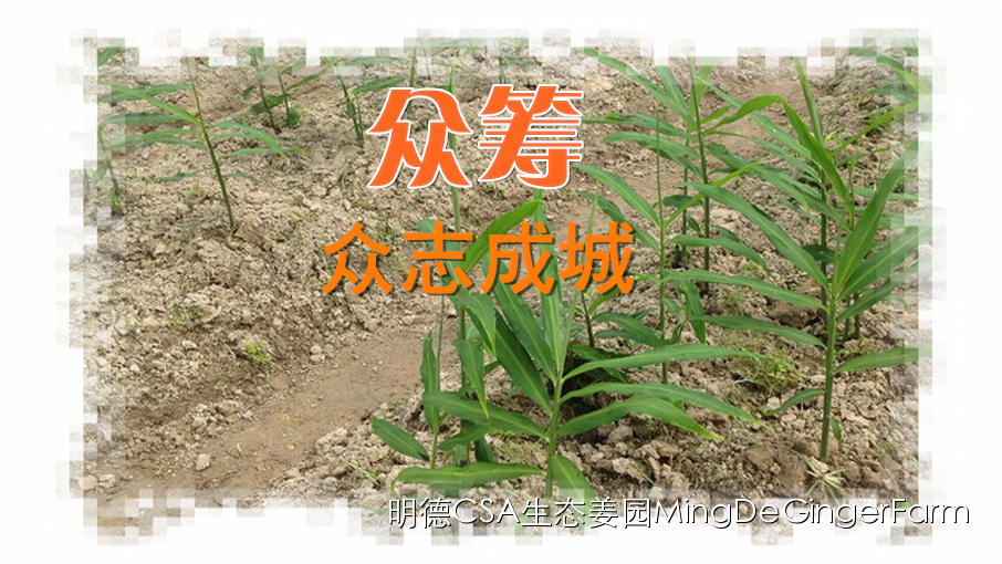 寻找姜园合伙人股东，一起建设原始点特供小黄姜生态姜园