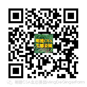 姜的应用 : 姜膏制作及应用案例