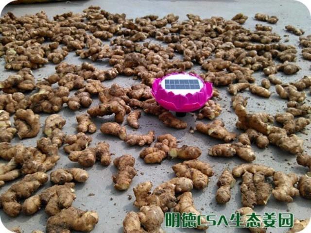 简报:3.5-3.28日 姜园选购 筛选 晾晒姜种3万5千斤-七不姜 生姜养生网-明德CSA生态姜园&明安农业